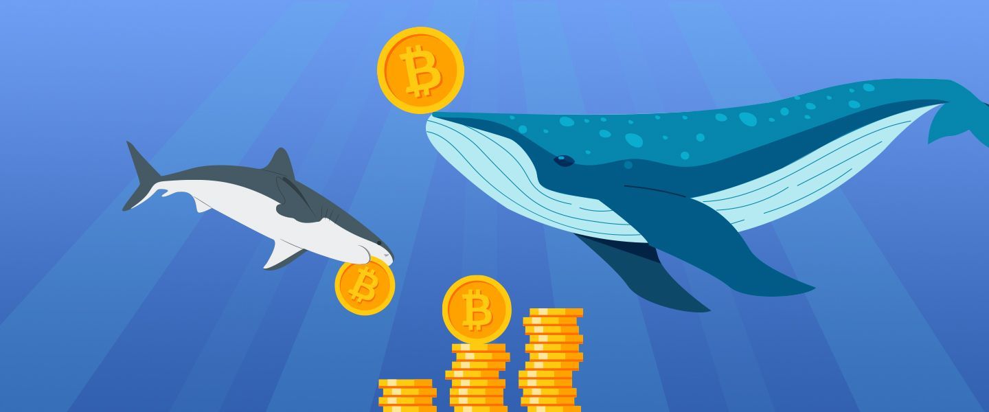 Акулы и киты начали активно покупать биткоины